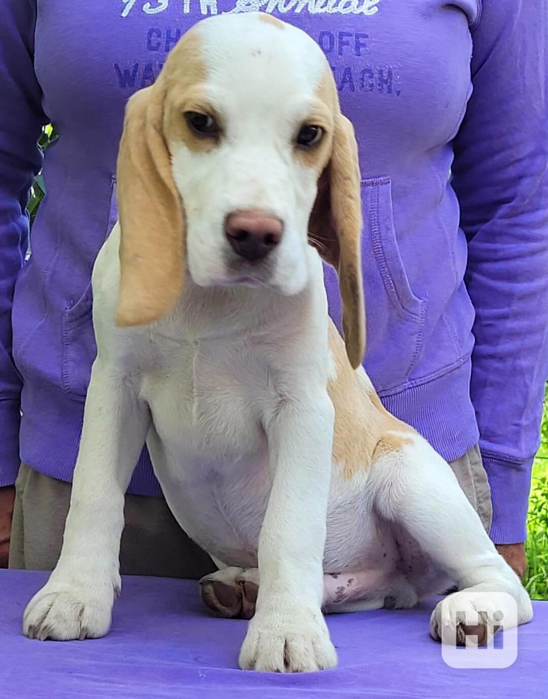 štěňata beagle s PP - foto 1
