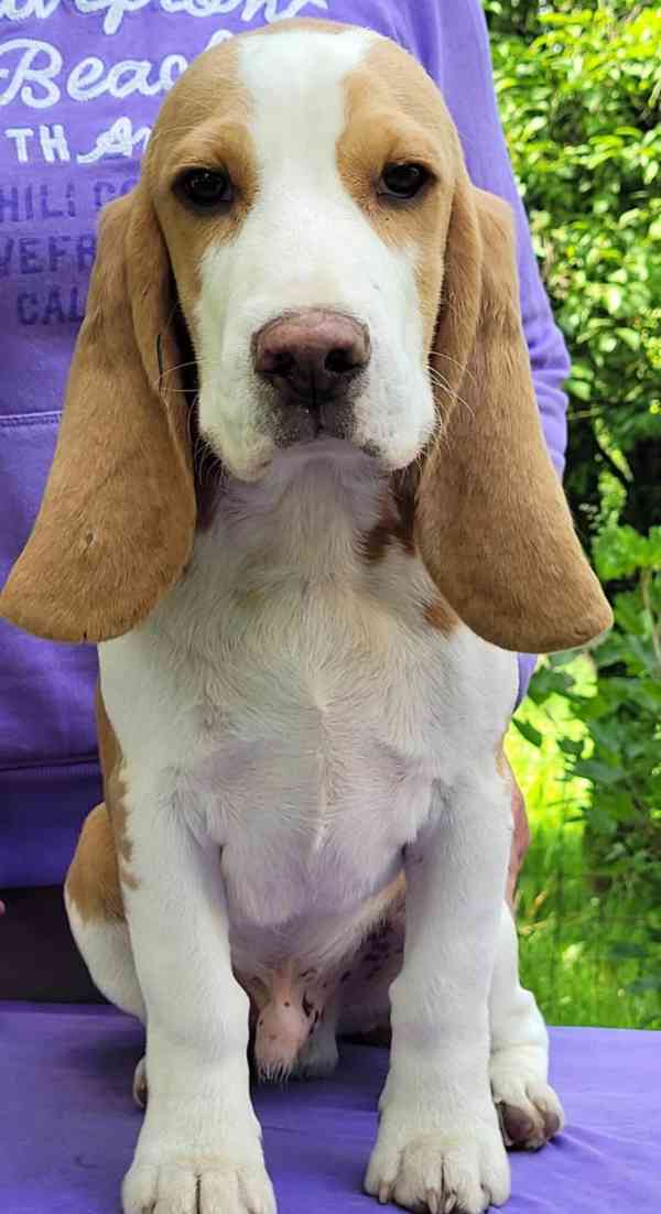 štěňata beagle s PP - foto 2