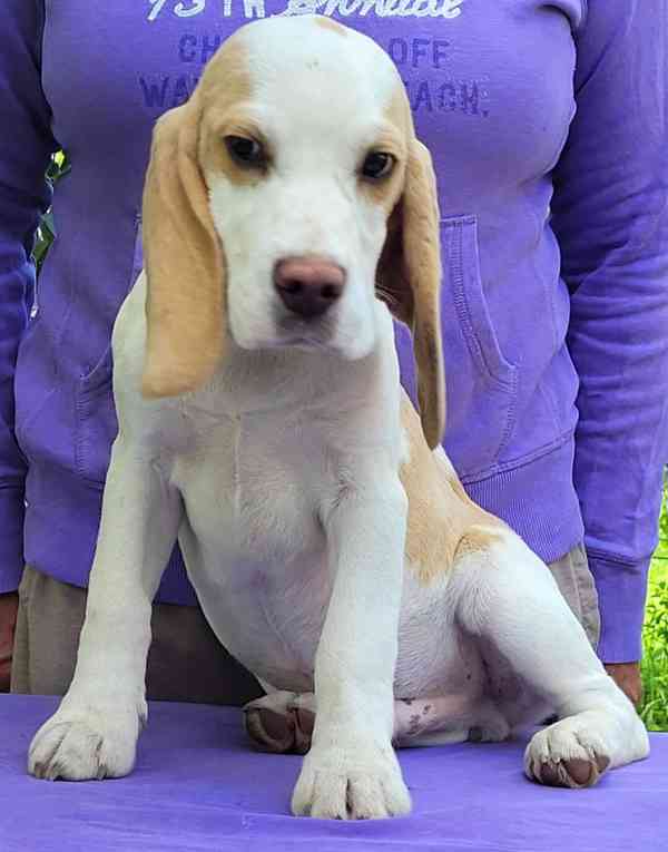 štěňata beagle s PP - foto 1
