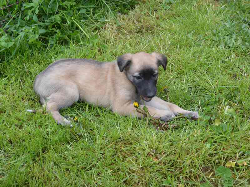 Lurchers štěňata - foto 1