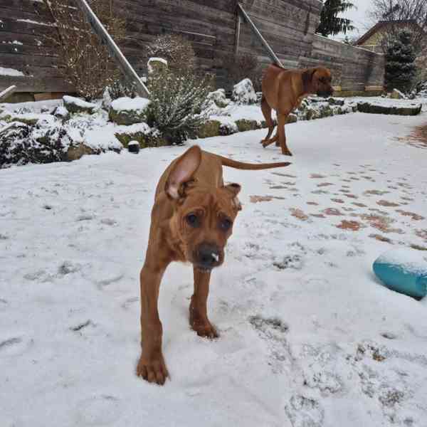 Rhodeský Ridgeback - foto 14