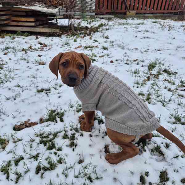Rhodeský Ridgeback - foto 15