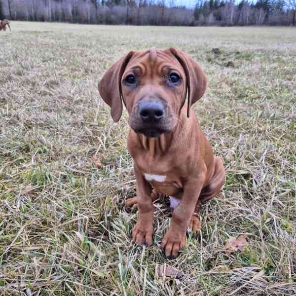 Rhodeský Ridgeback - foto 4