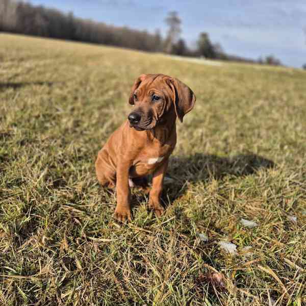 Rhodeský Ridgeback - foto 1