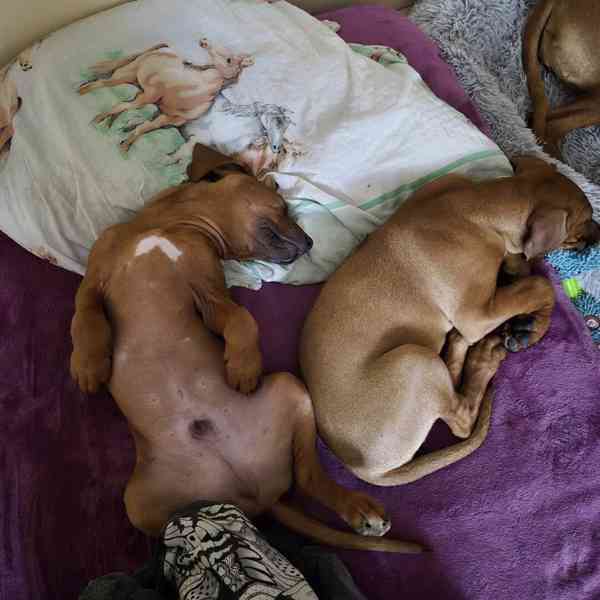 Rhodeský Ridgeback - foto 12