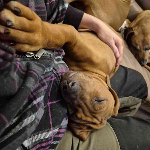 Rhodeský Ridgeback - foto 16