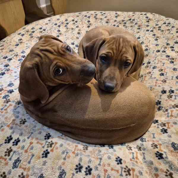 Rhodeský Ridgeback - foto 13