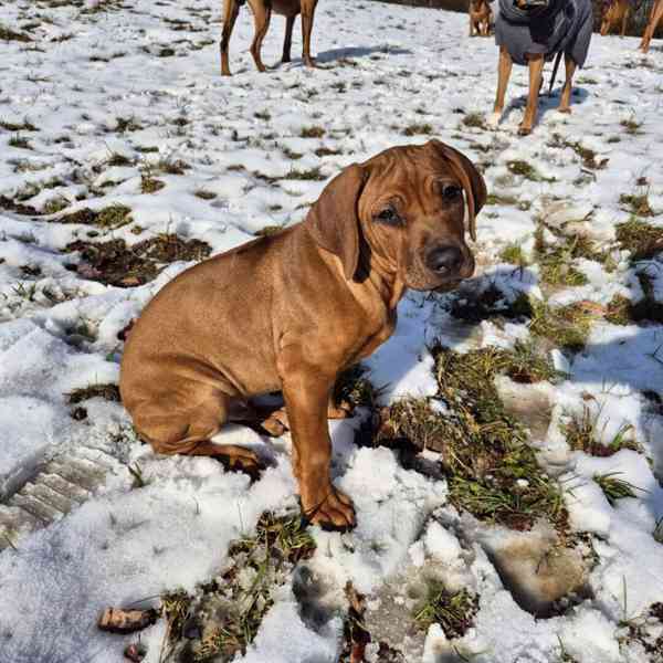 Rhodeský Ridgeback - foto 7