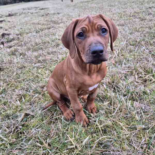 Rhodeský Ridgeback - foto 5