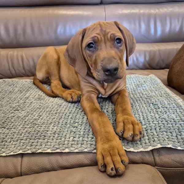 Rhodeský Ridgeback - foto 18