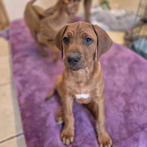 Rhodeský Ridgeback - foto 2