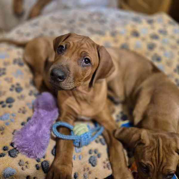 Rhodeský Ridgeback - foto 3