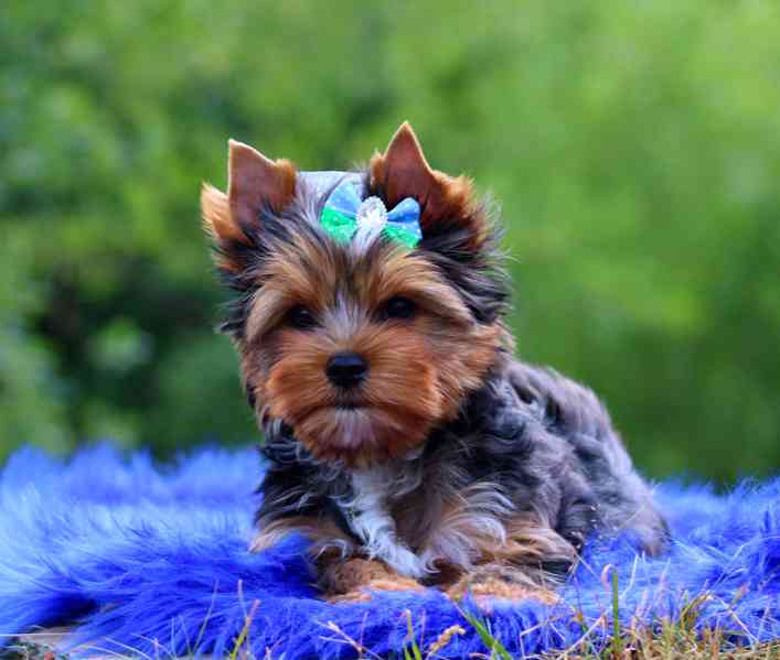 merle jorkšírský terier s PP  - foto 6