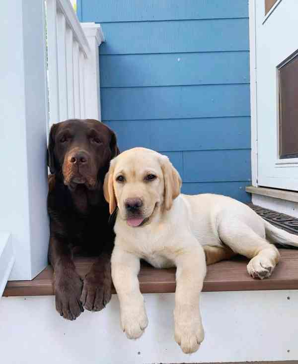 Čistokrevný labrador! - foto 1