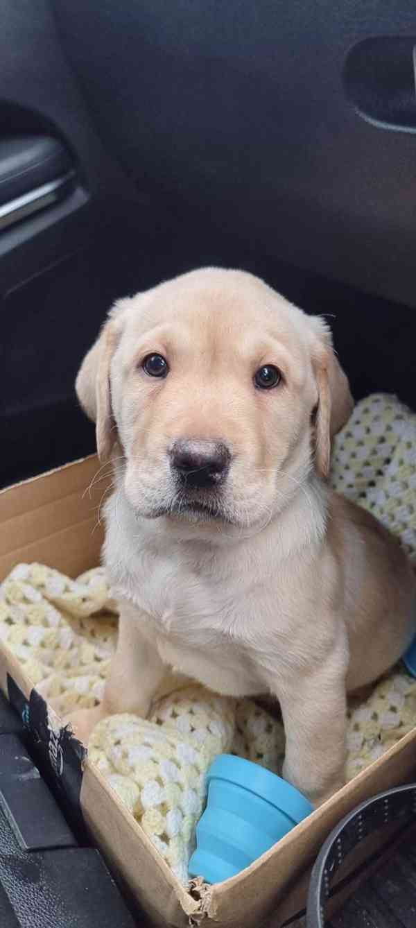 Čistokrevný labrador! - foto 3