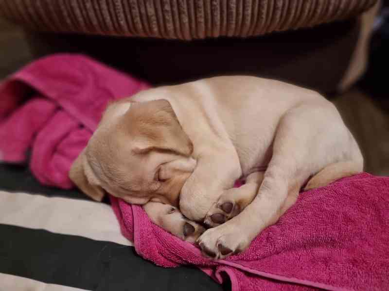 Čistokrevný labrador! - foto 2