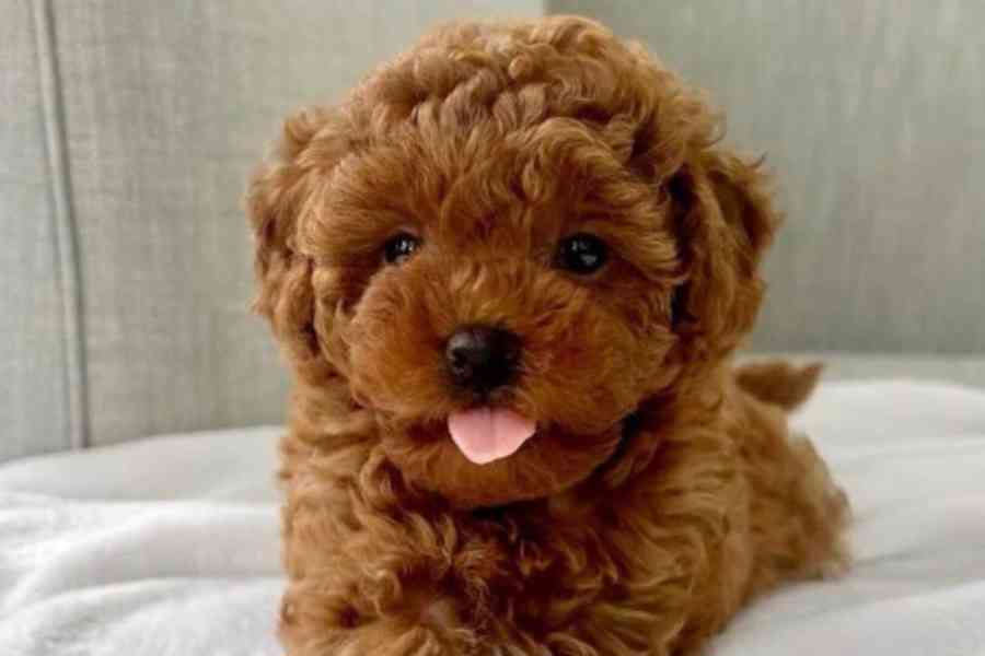 Štěňata pudla - foto 2