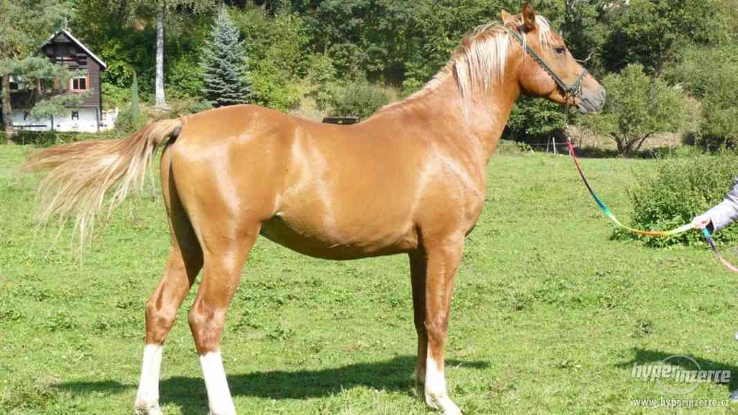 Plnokrevný arabský kůň - foto 1