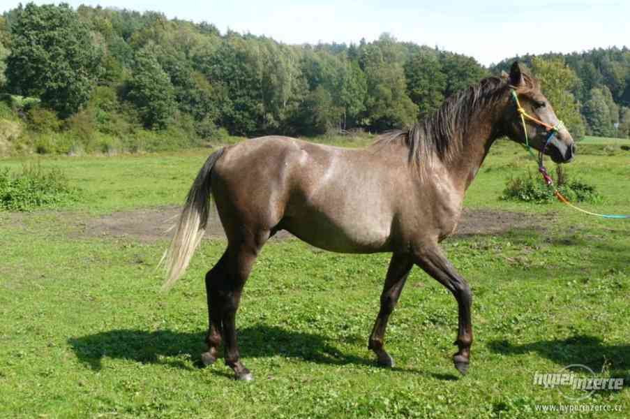 Plnokrevný arabský kůň - foto 2