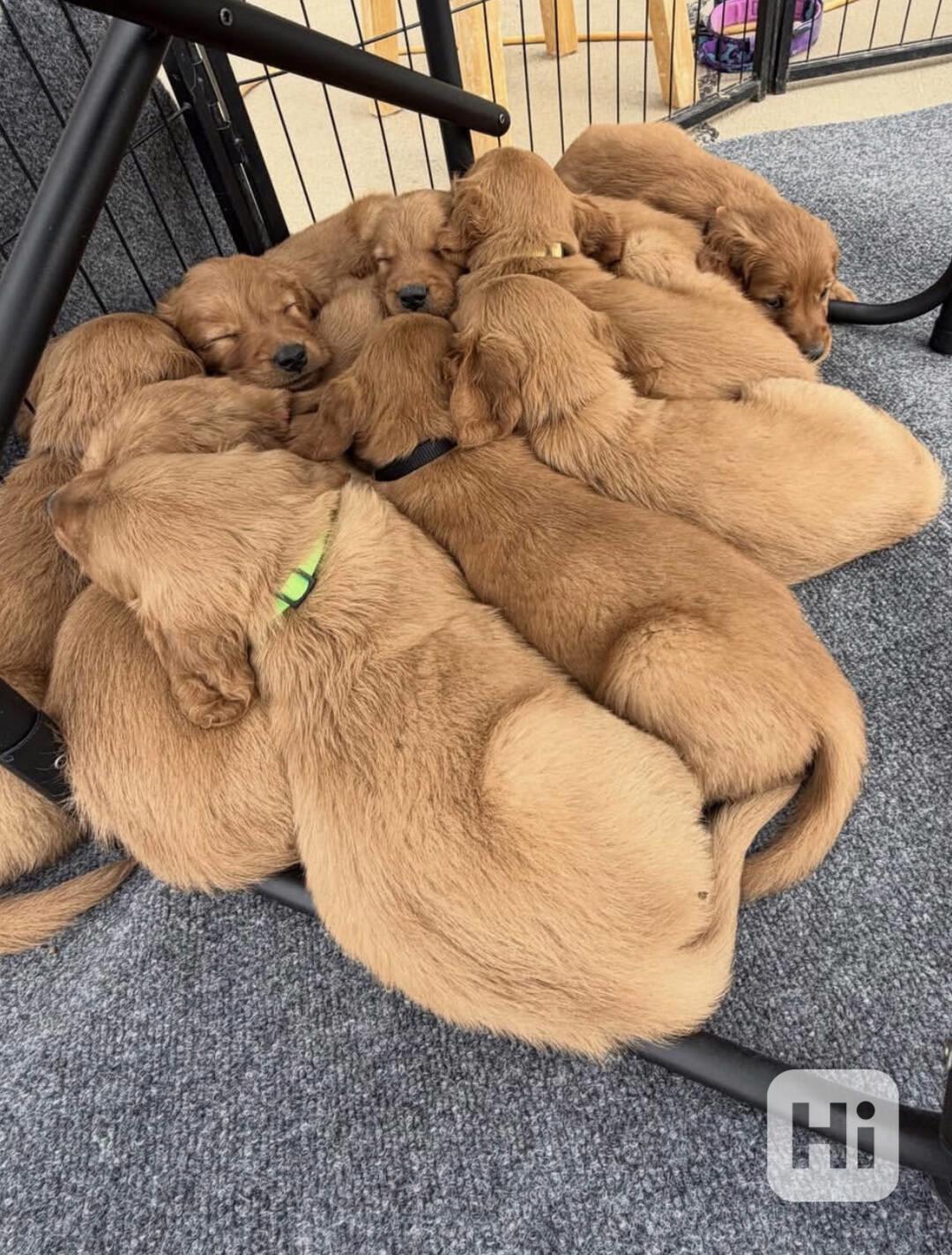 štěňata zlatého retrívra - foto 1