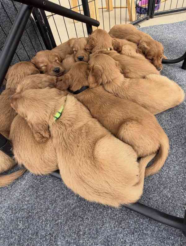 štěňata zlatého retrívra - foto 1