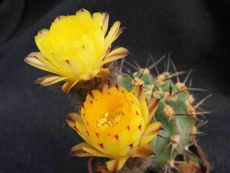 semena kaktusu Acantocalycium glaucum