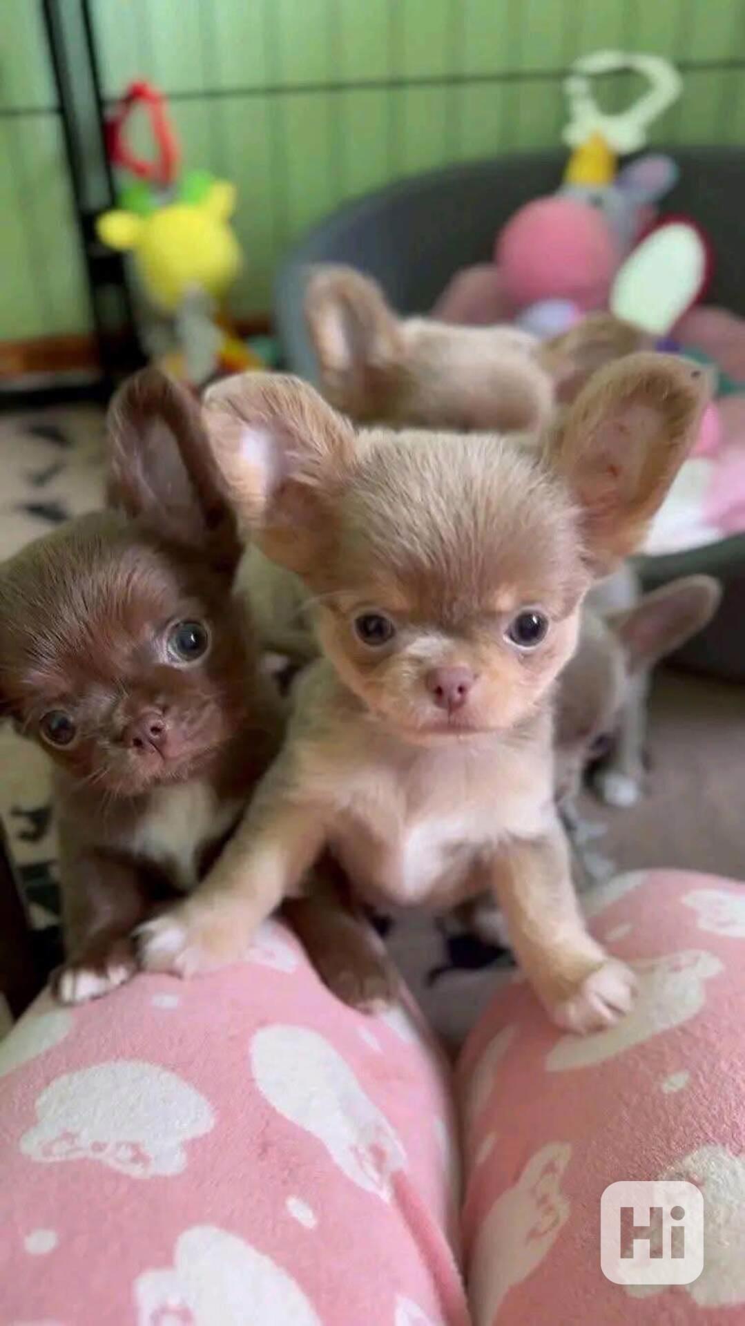 Štěňata čivavy - foto 1