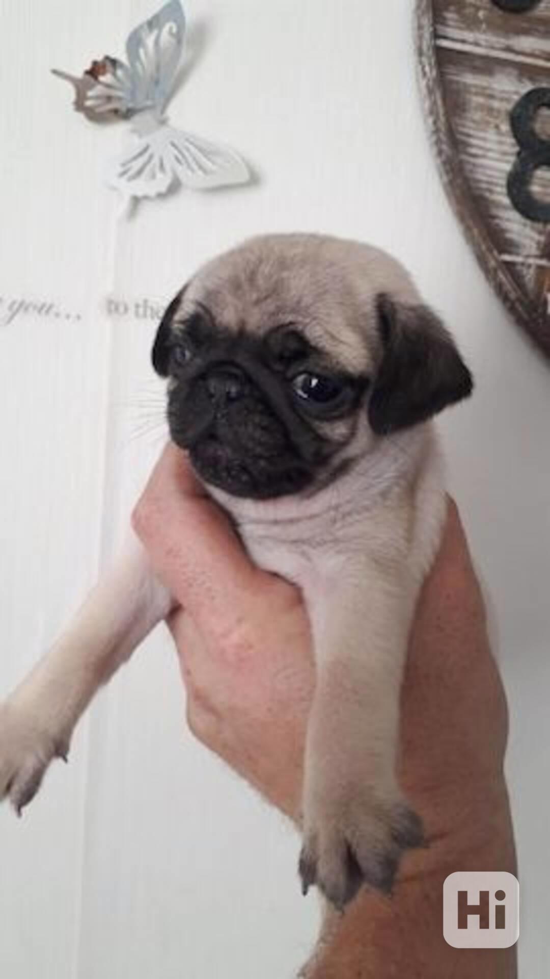 Super roztomilá štěňata mopse - foto 1