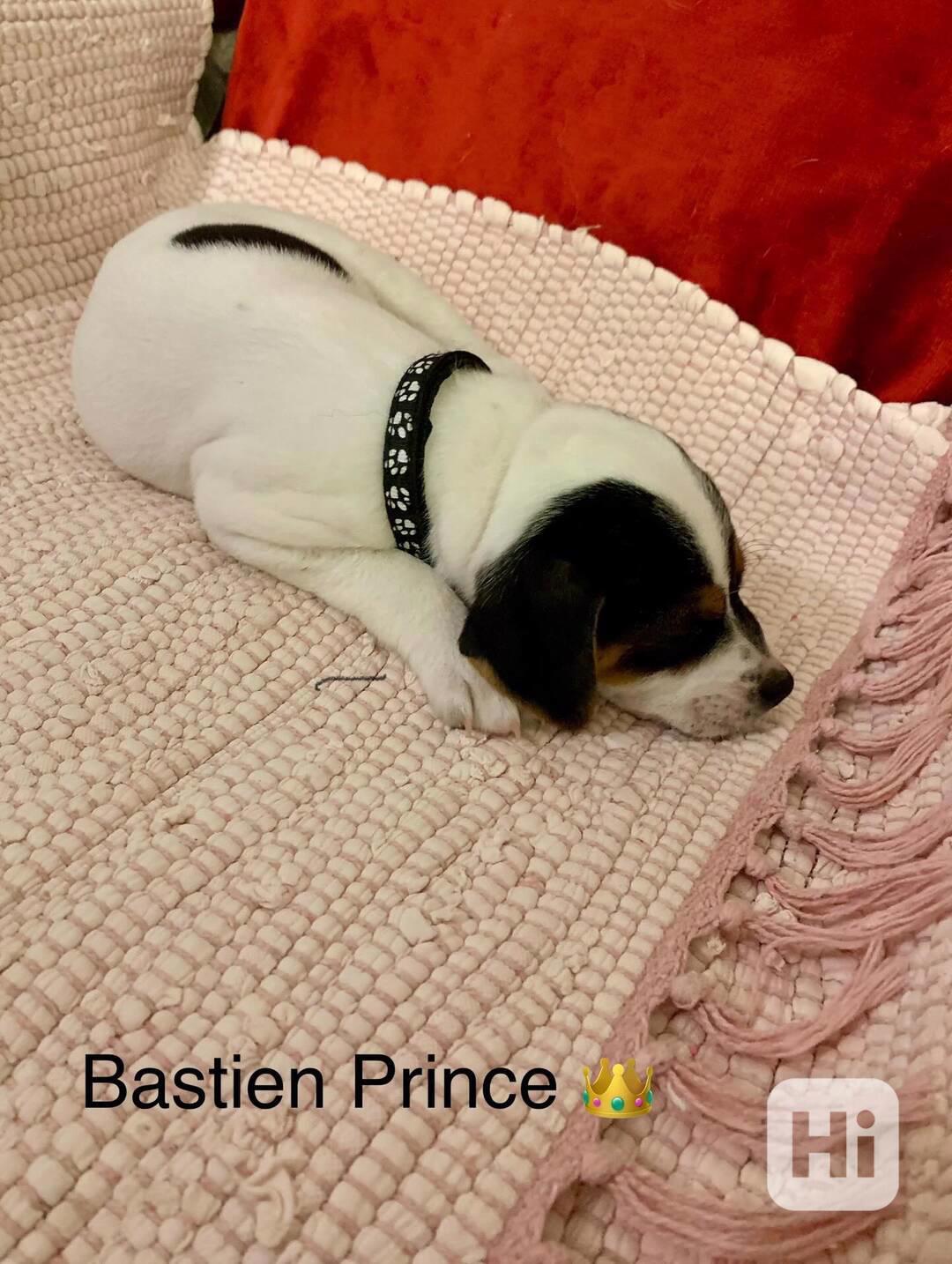 Dánsko švédský farmářský pes - foto 1