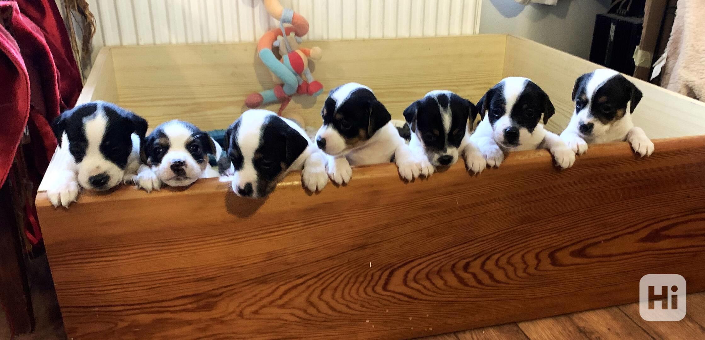 Dánsko švédský farmářský pes - foto 1