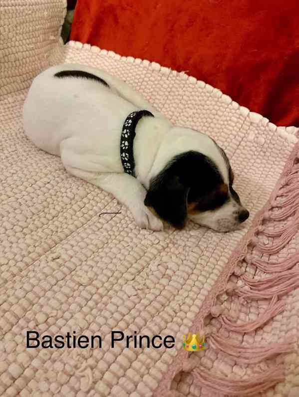 Dánsko švédský farmářský pes - foto 1