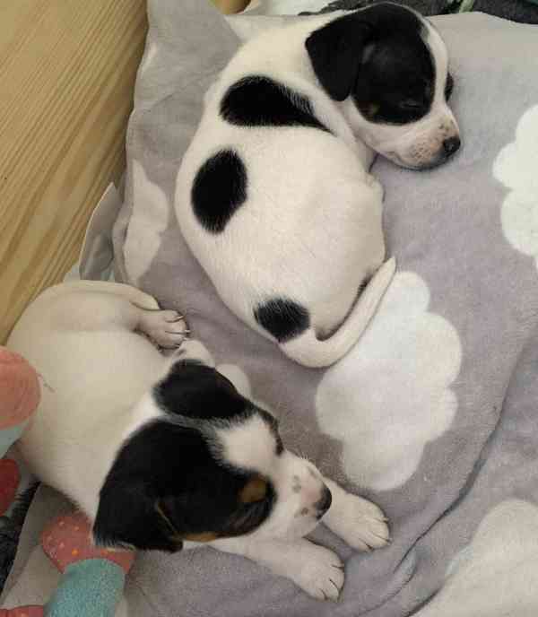 Dánsko švédský farmářský pes - foto 5