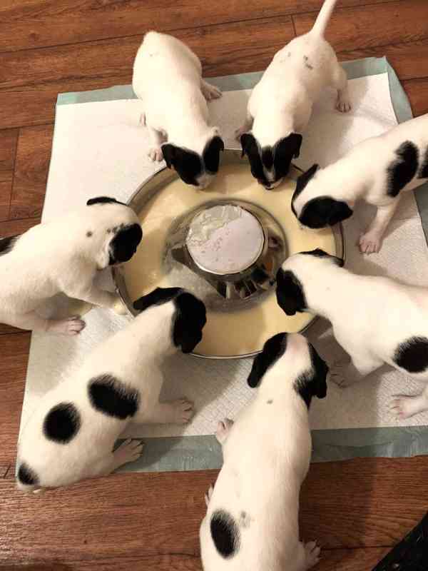 Dánsko švédský farmářský pes - foto 3