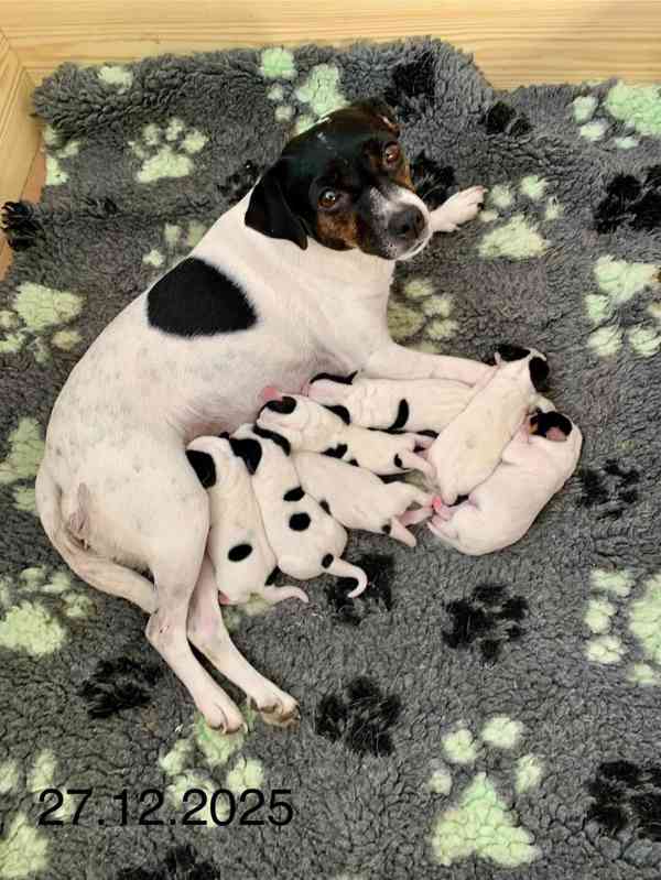 Dánsko švédský farmářský pes - foto 7