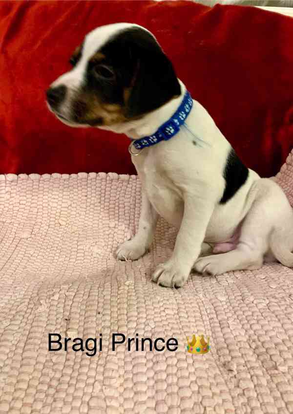 Dánsko švédský farmářský pes - foto 3