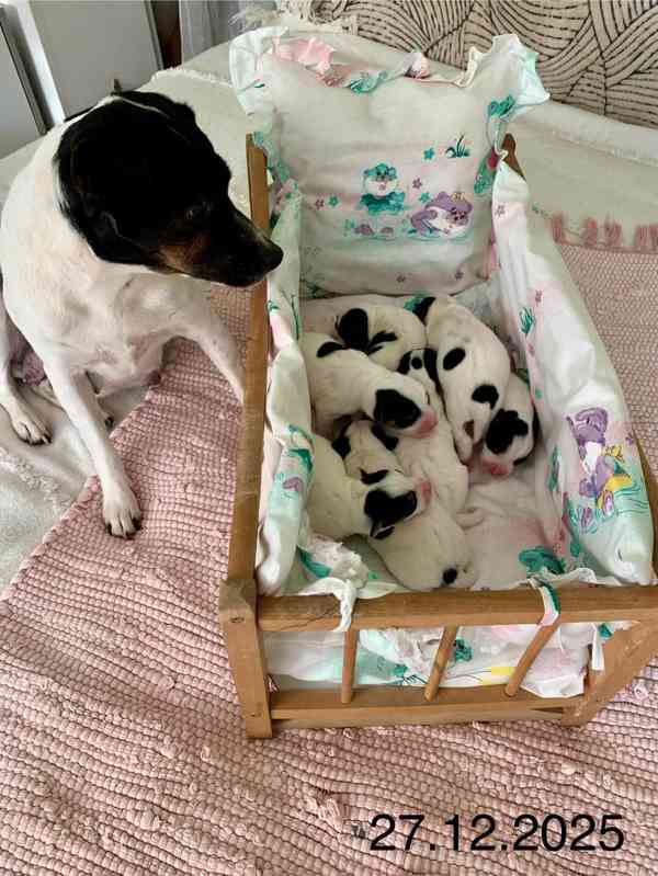 Dánsko švédský farmářský pes - foto 6