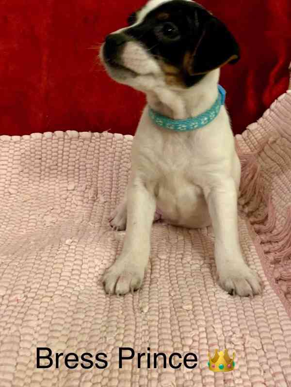 Dánsko švédský farmářský pes - foto 4