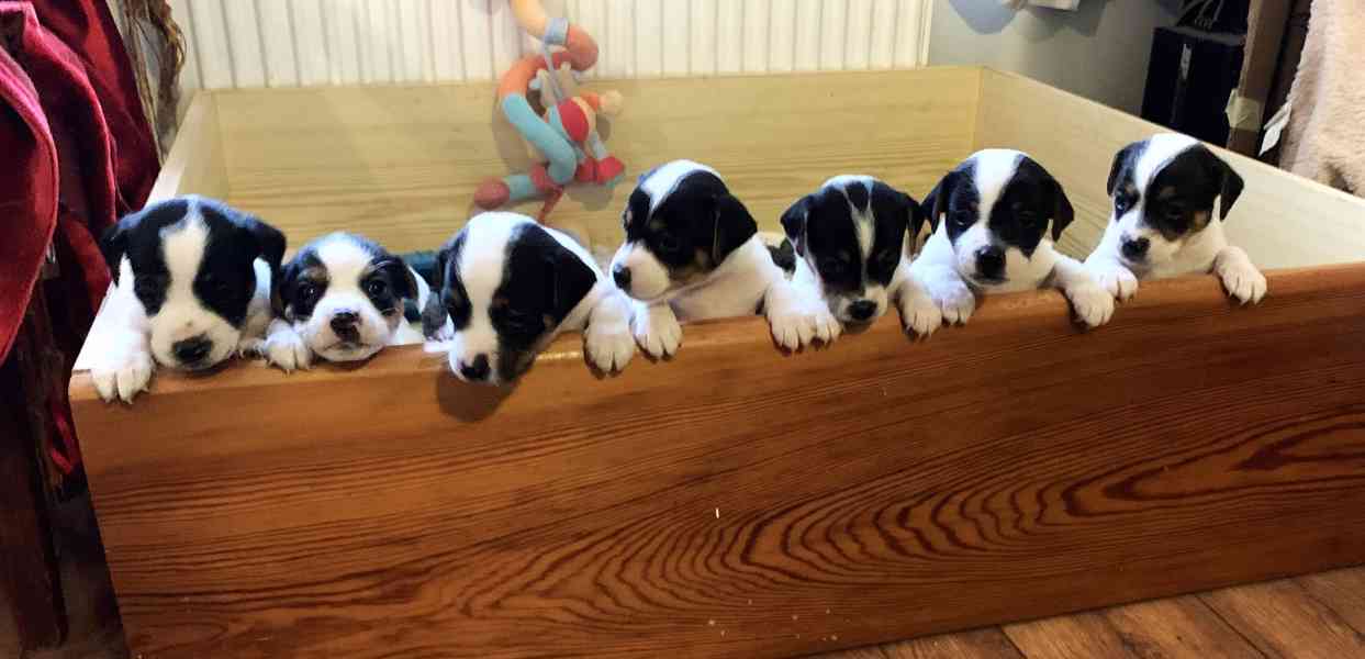 Dánsko švédský farmářský pes - foto 1