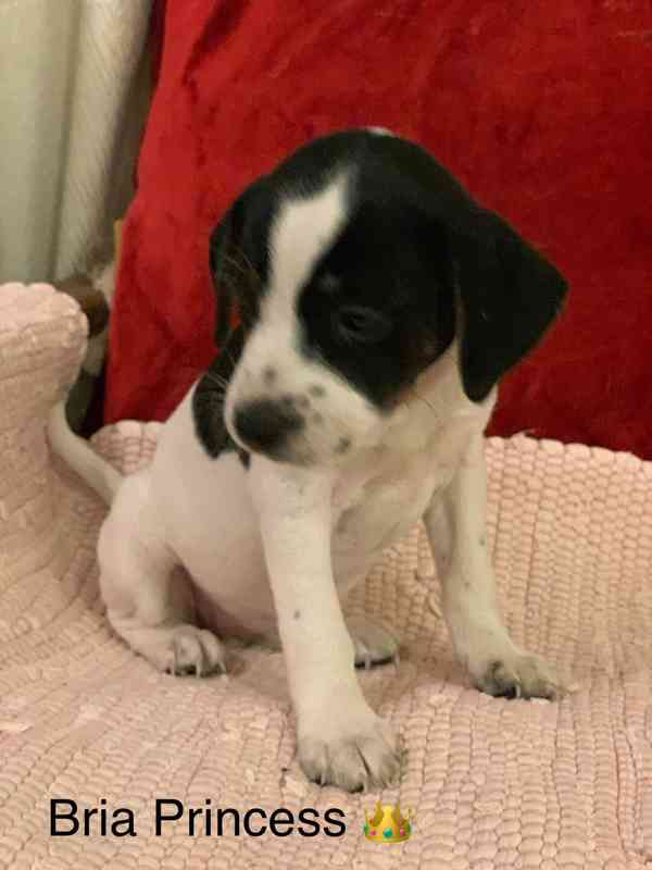 Dánsko švédský farmářský pes - foto 5