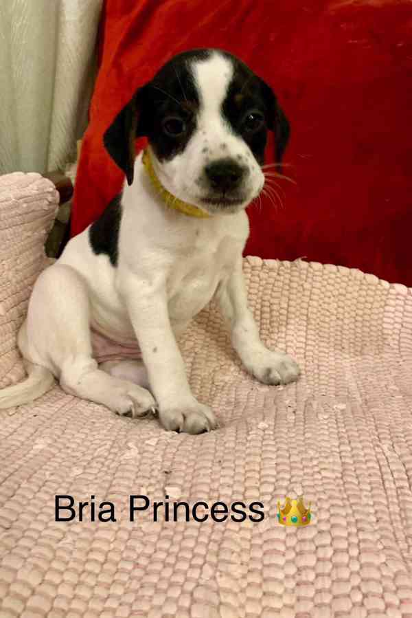 Dánsko švédský farmářský pes - foto 2