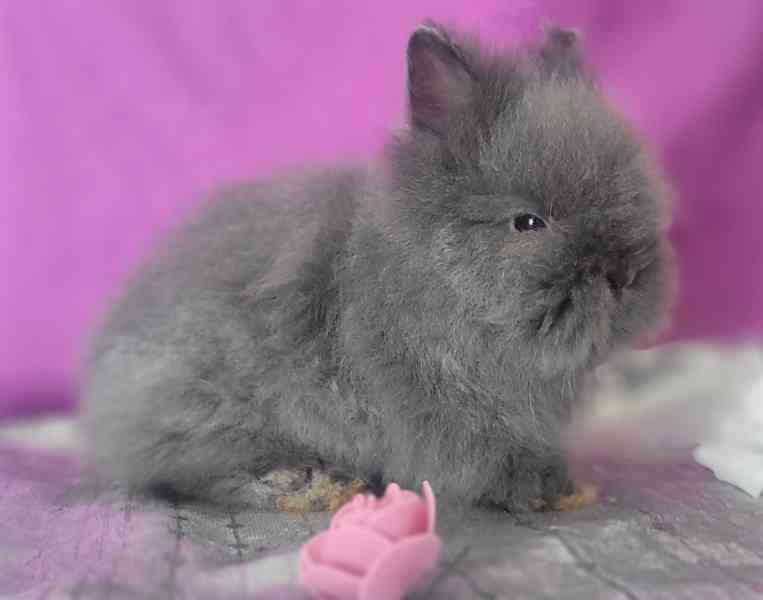 Zakrslý králík Teddy - foto 2