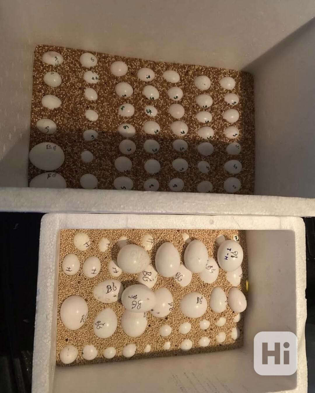 Prodej oplozených papouščích vajec - foto 1