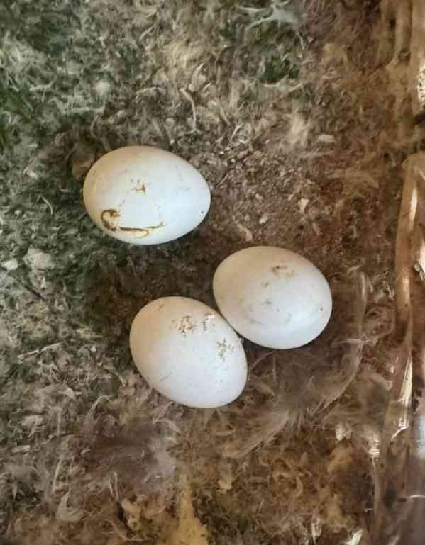 Prodej oplozených papouščích vajec - foto 2