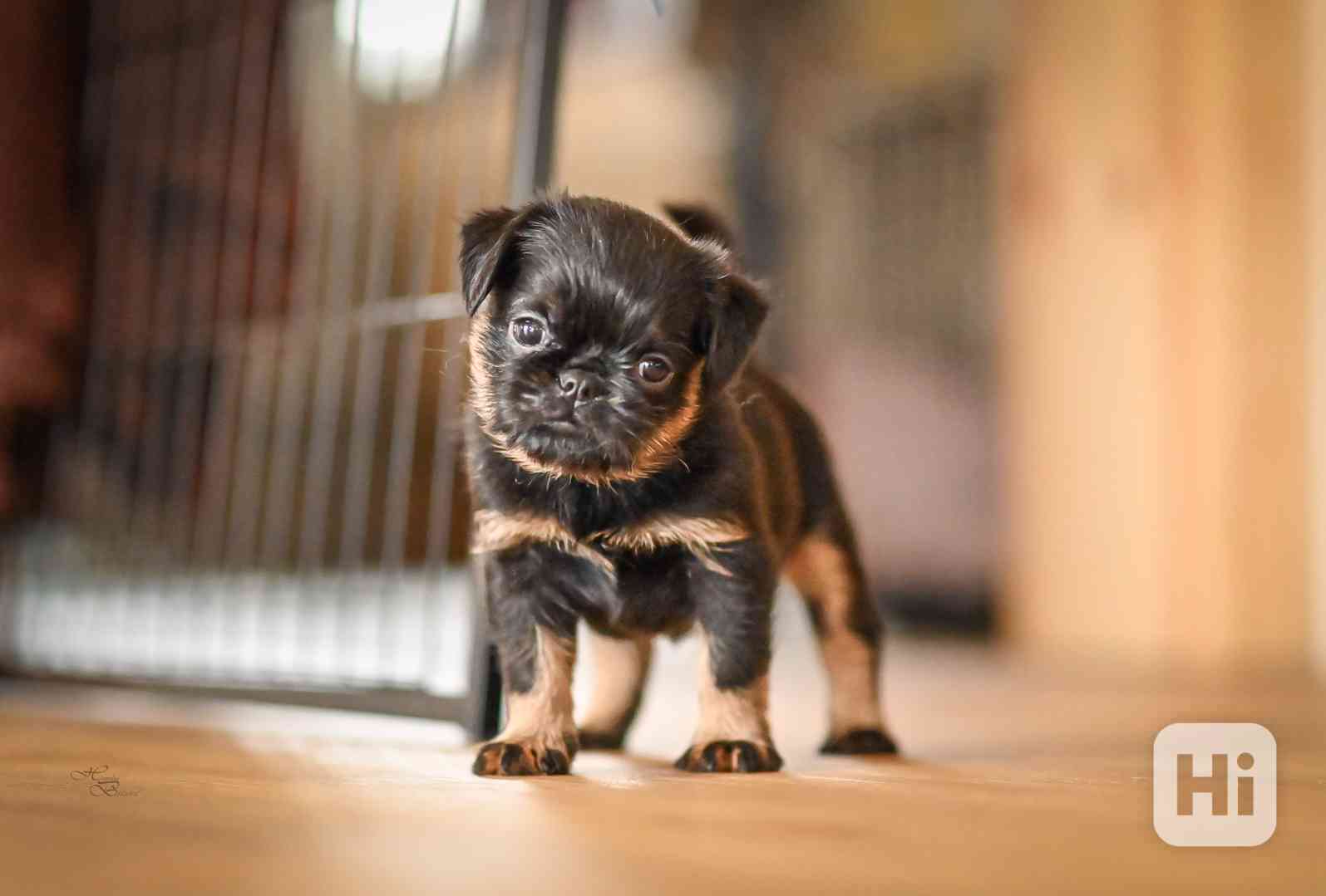 Grifonek s PP - foto 1