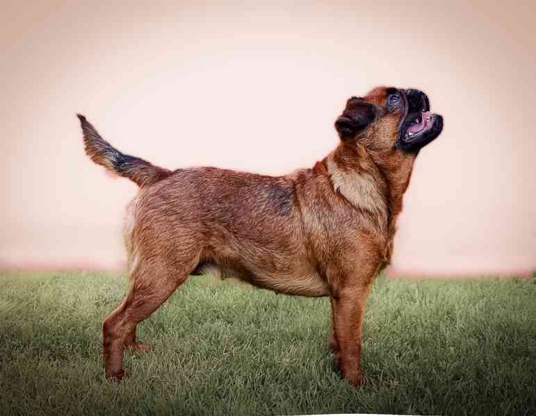 Grifonek s PP - foto 4