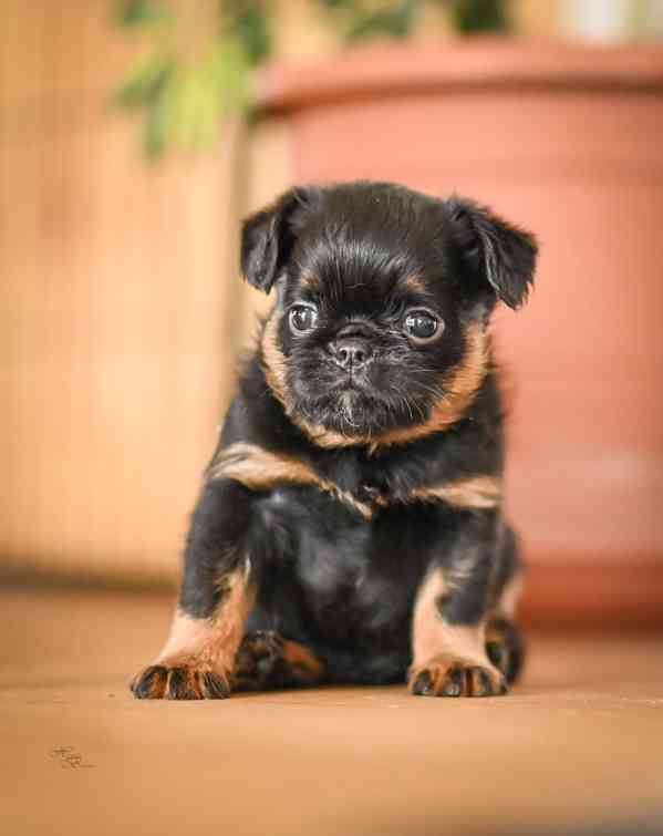 Grifonek s PP - foto 3