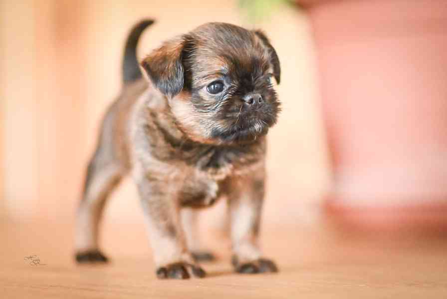 Grifonek s PP - foto 2