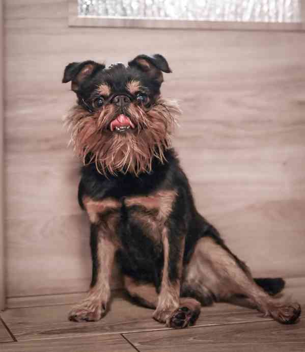 Grifonek s PP - foto 5