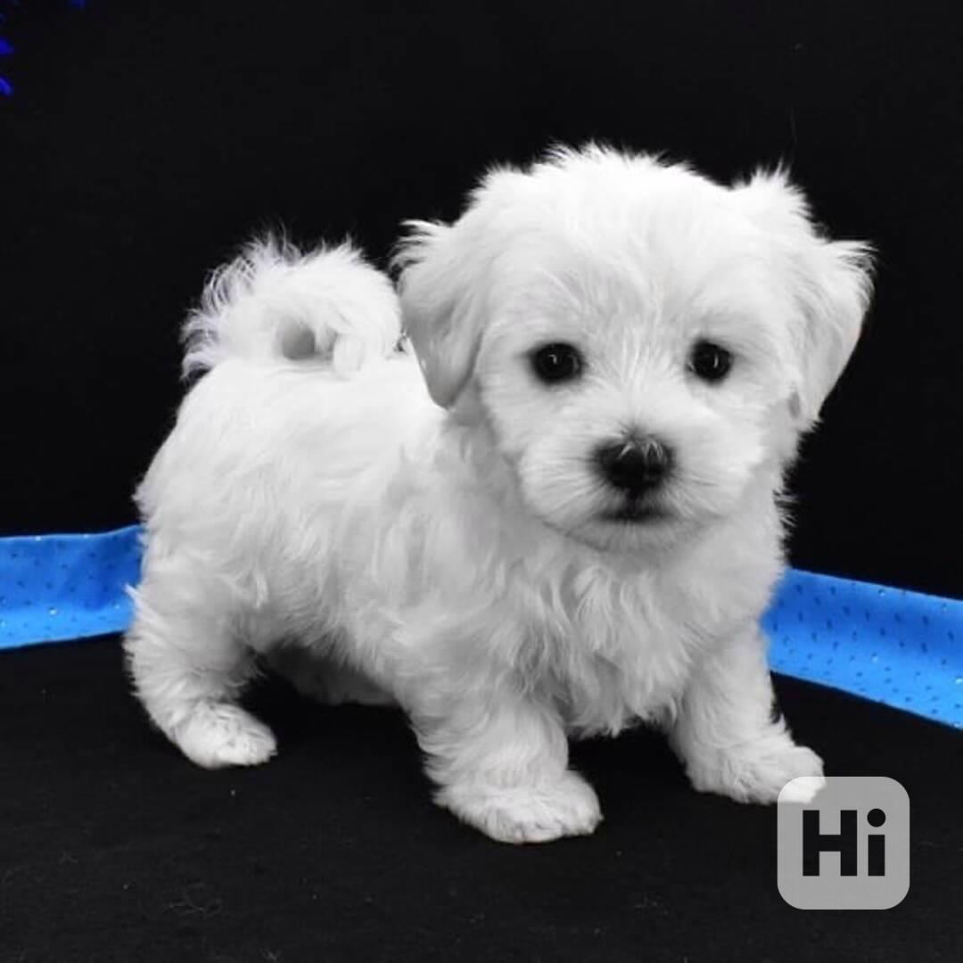 Tato okouzlující maltézská štěňátka  - foto 1