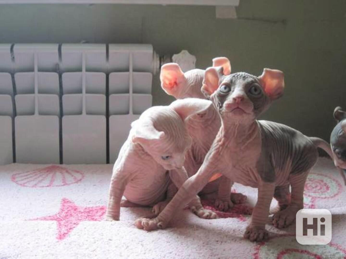 Kanadský sphynx s pp - foto 1
